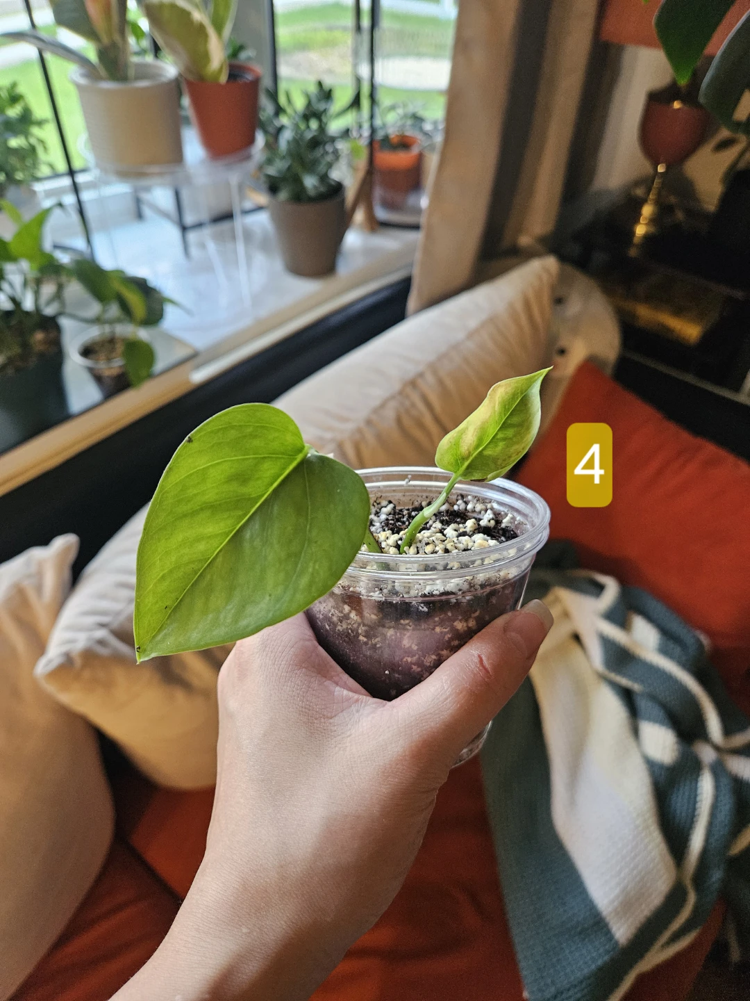 Air Purifying Pothos Plant - photo 5