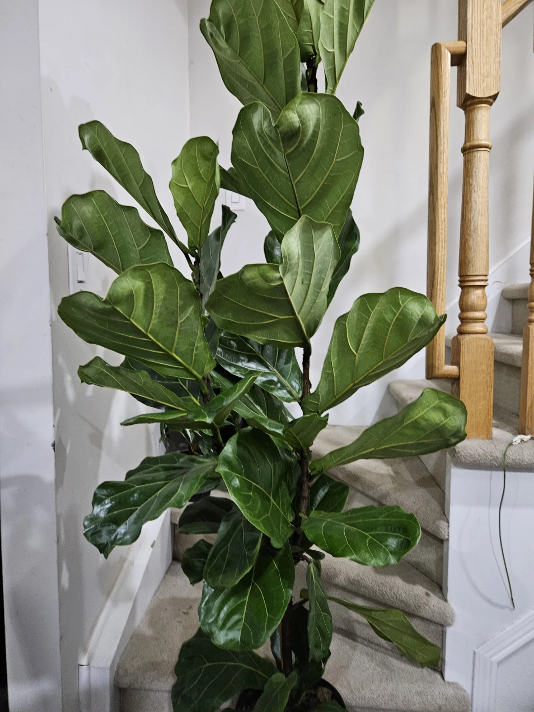 Fiddle Leaf Fig Plant more than 5feet