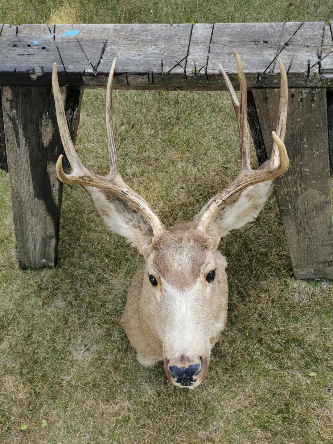 Vintage Deer Shoulder Mount Taxidermy Rustic Cabin - photo 3