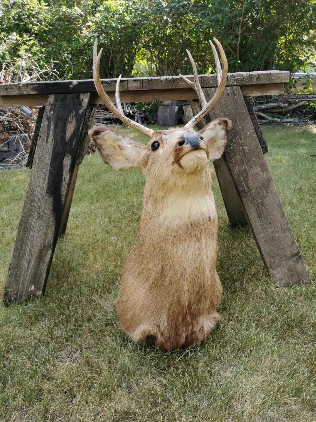 Vintage Deer Shoulder Mount Taxidermy Rustic Cabin - photo 5