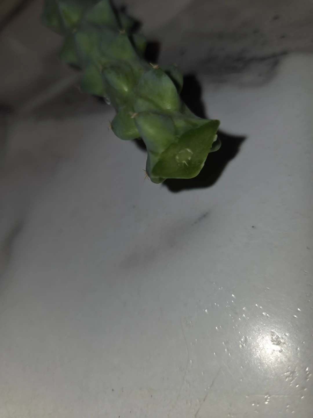 Cactus cutting[ BOOBIE CACTUS ]✨️🌵🩷 - photo 3