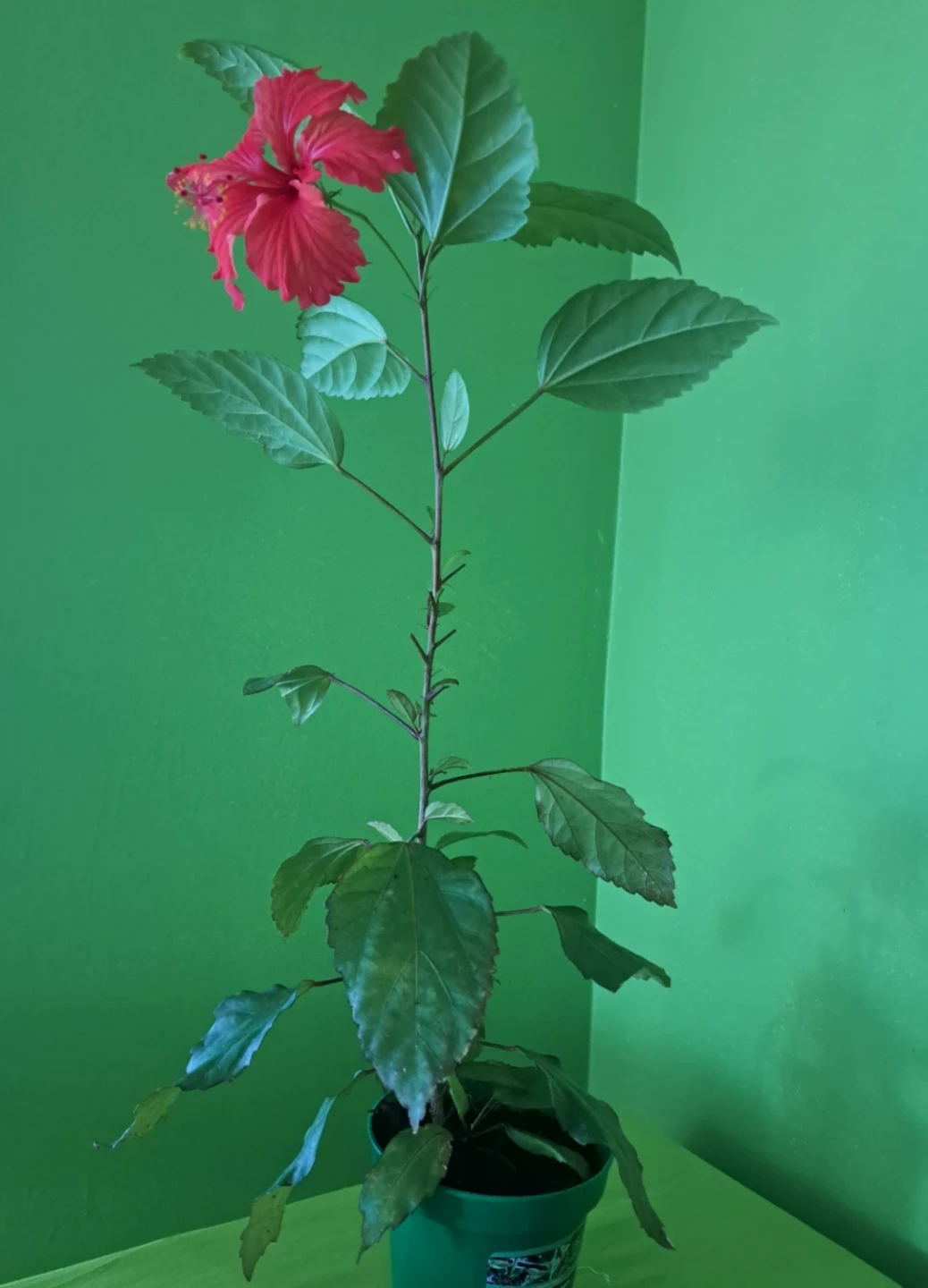 Red Hibiscus Plant