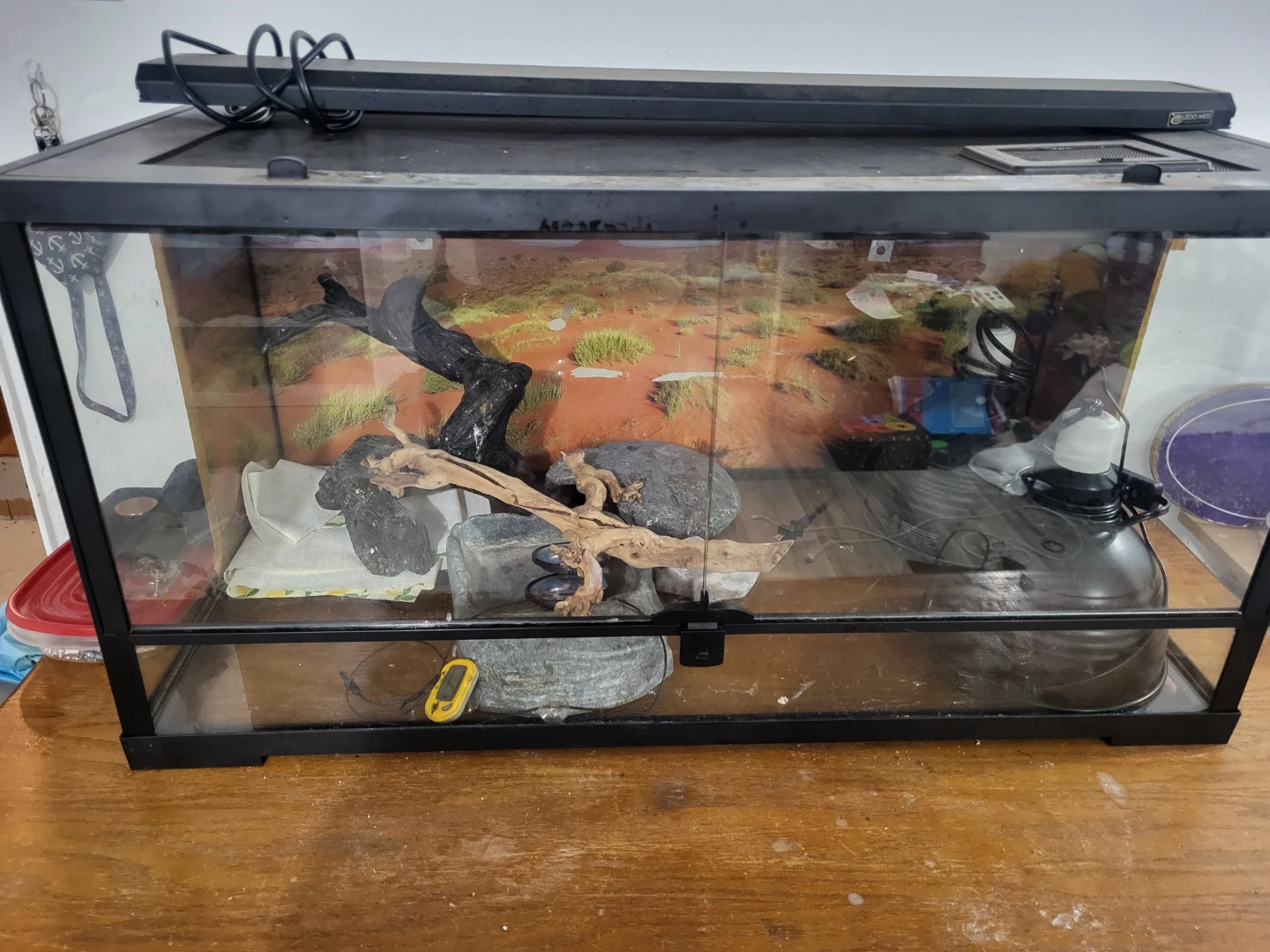 Bearded dragon or lizard stuff!