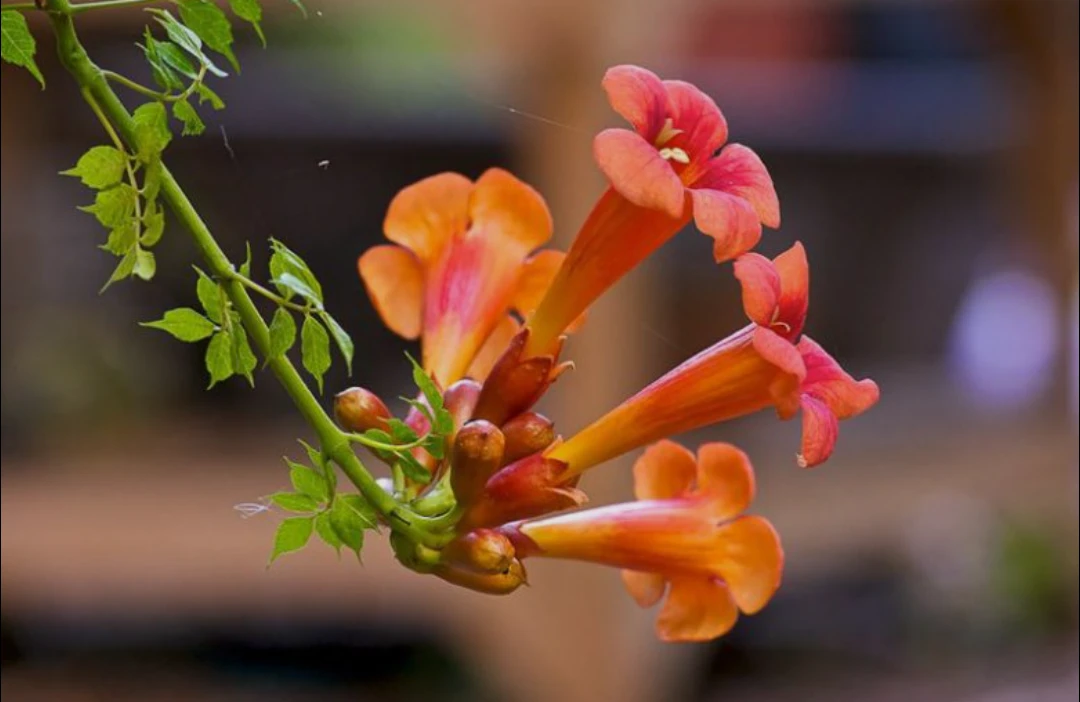 Orange Trumpet Vine plant for trade or sales