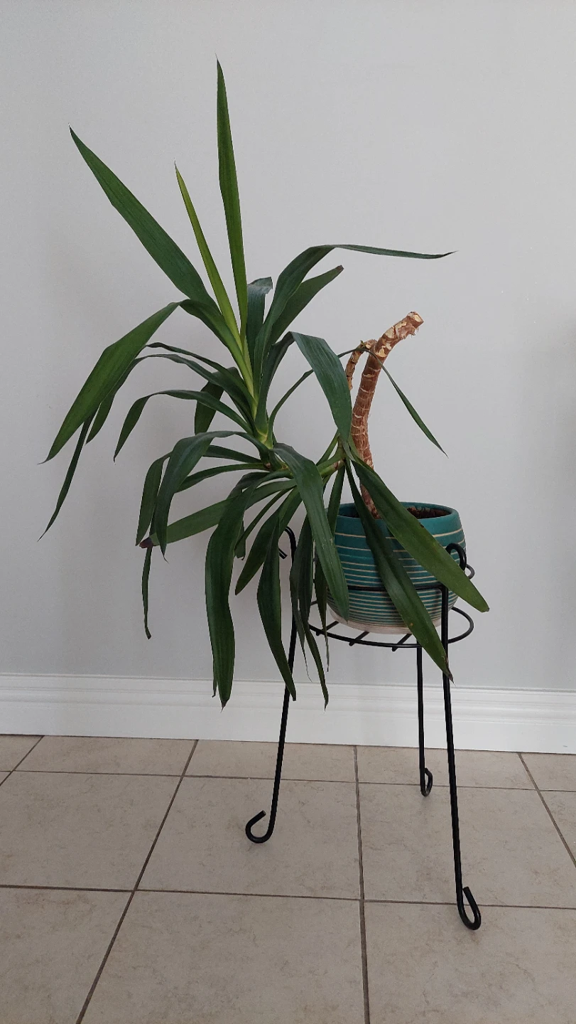3 Plants with Stands & Planter - photo 3