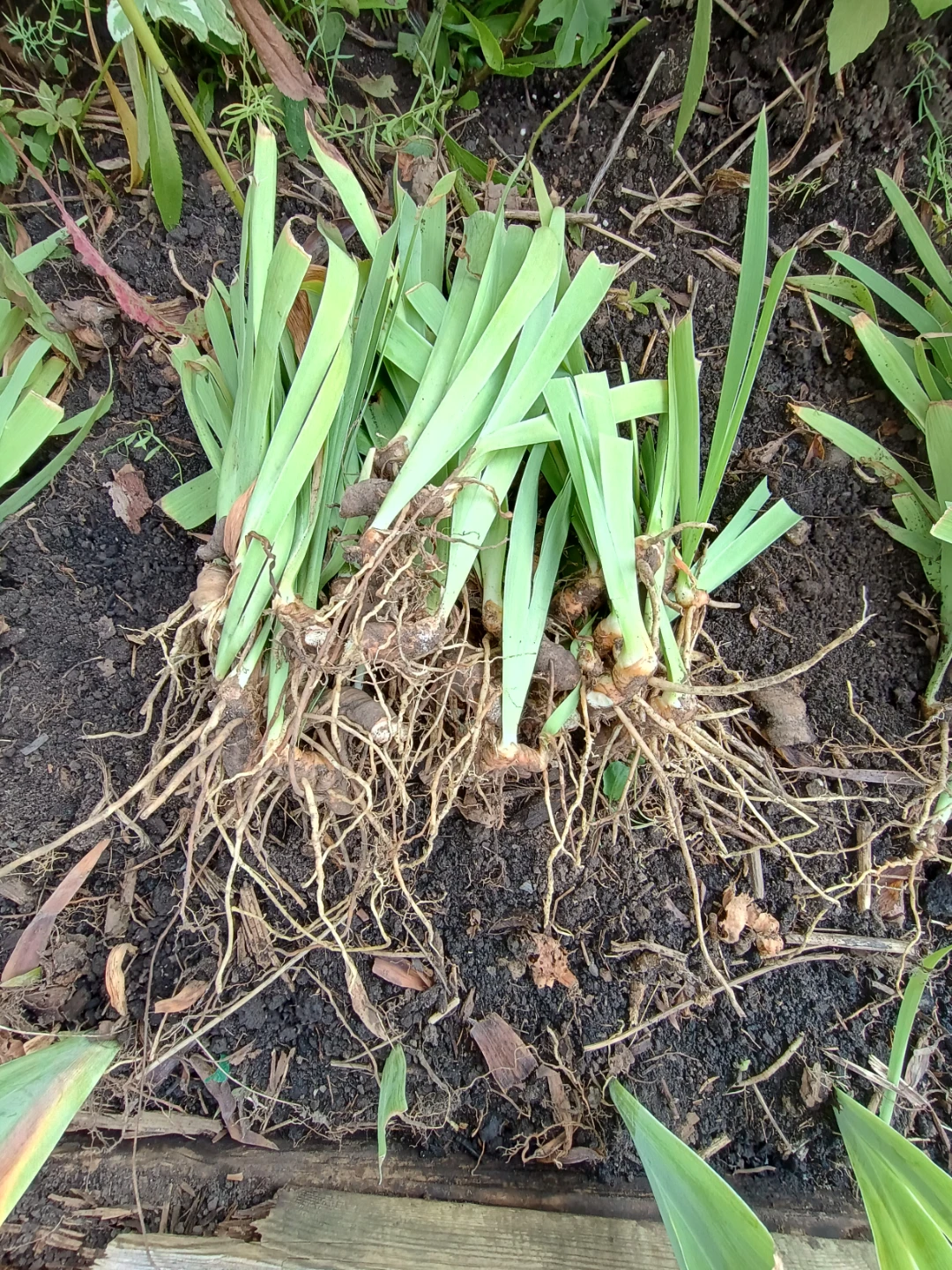 Iris Rhizomes for Planting