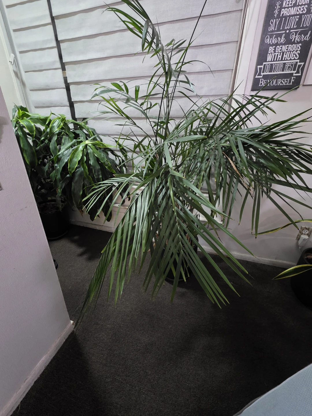 Potted Areca Palm Plant - photo 2