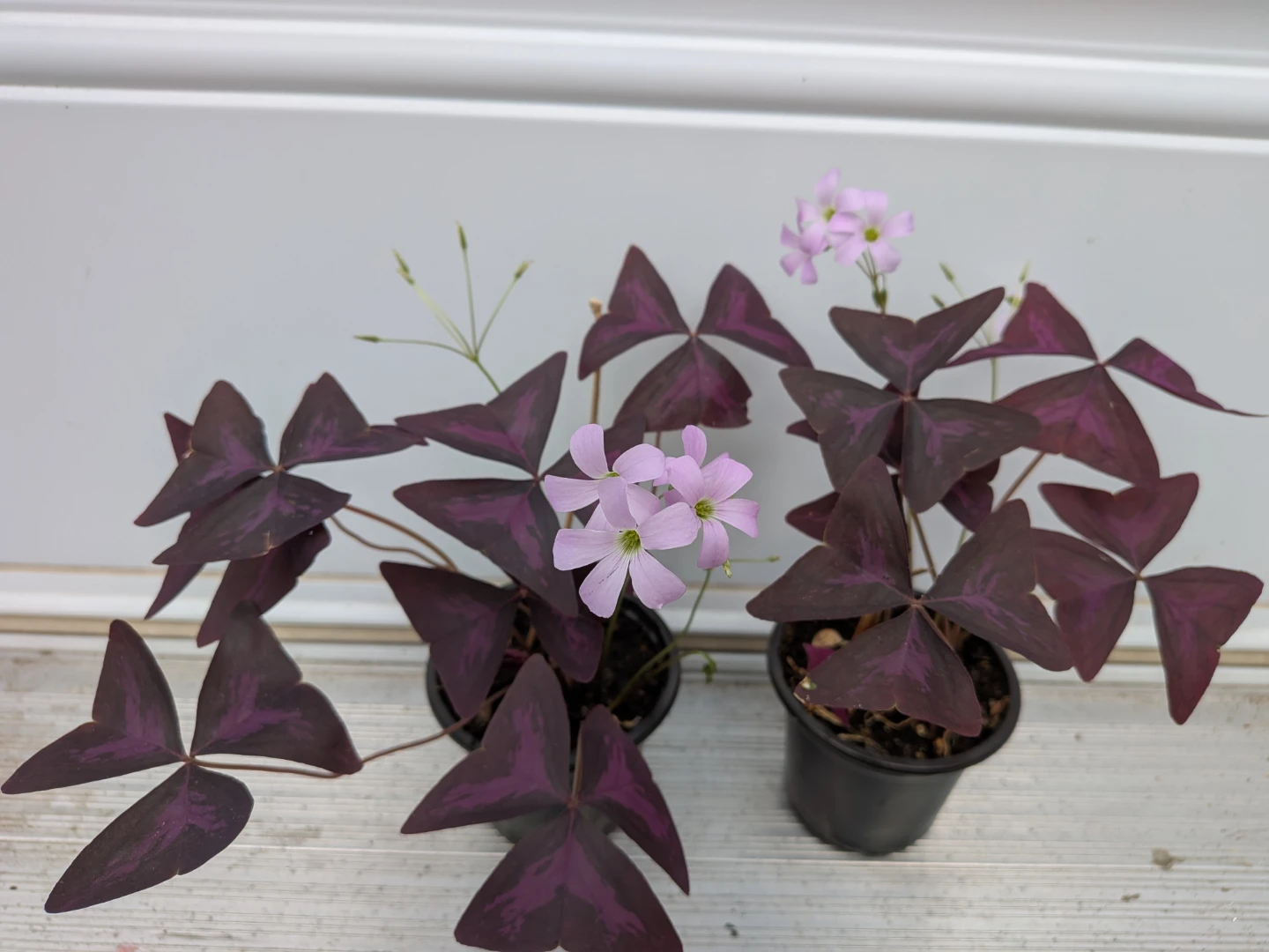 Purple Oxalis