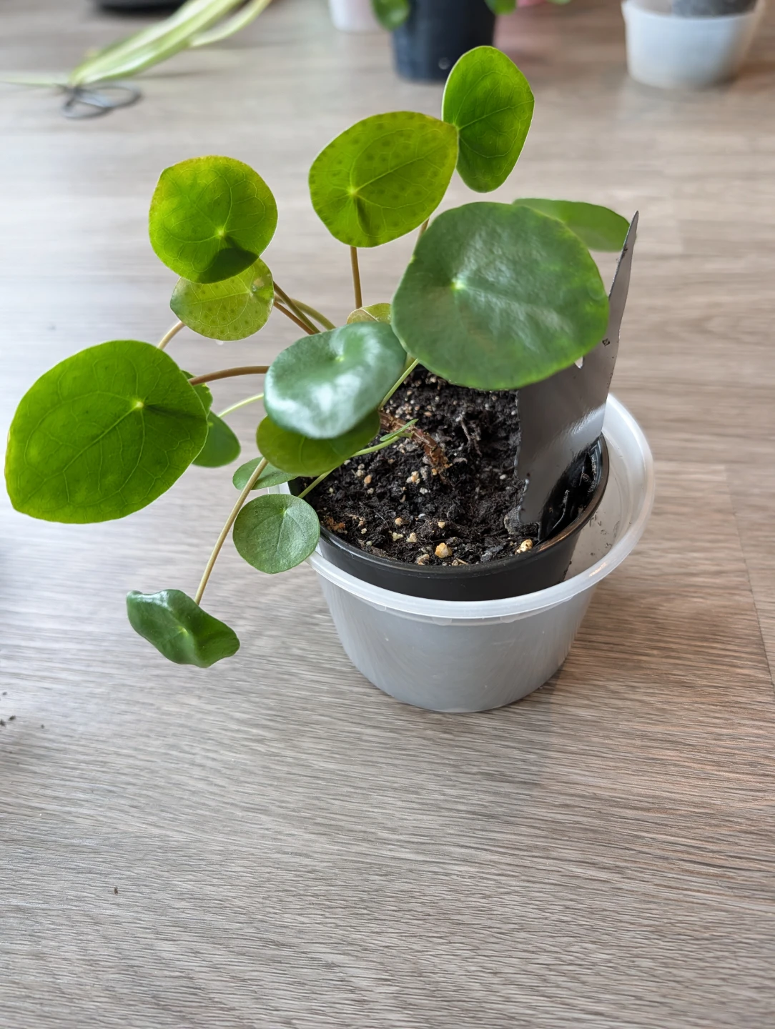 Plenty Pilea - photo 4