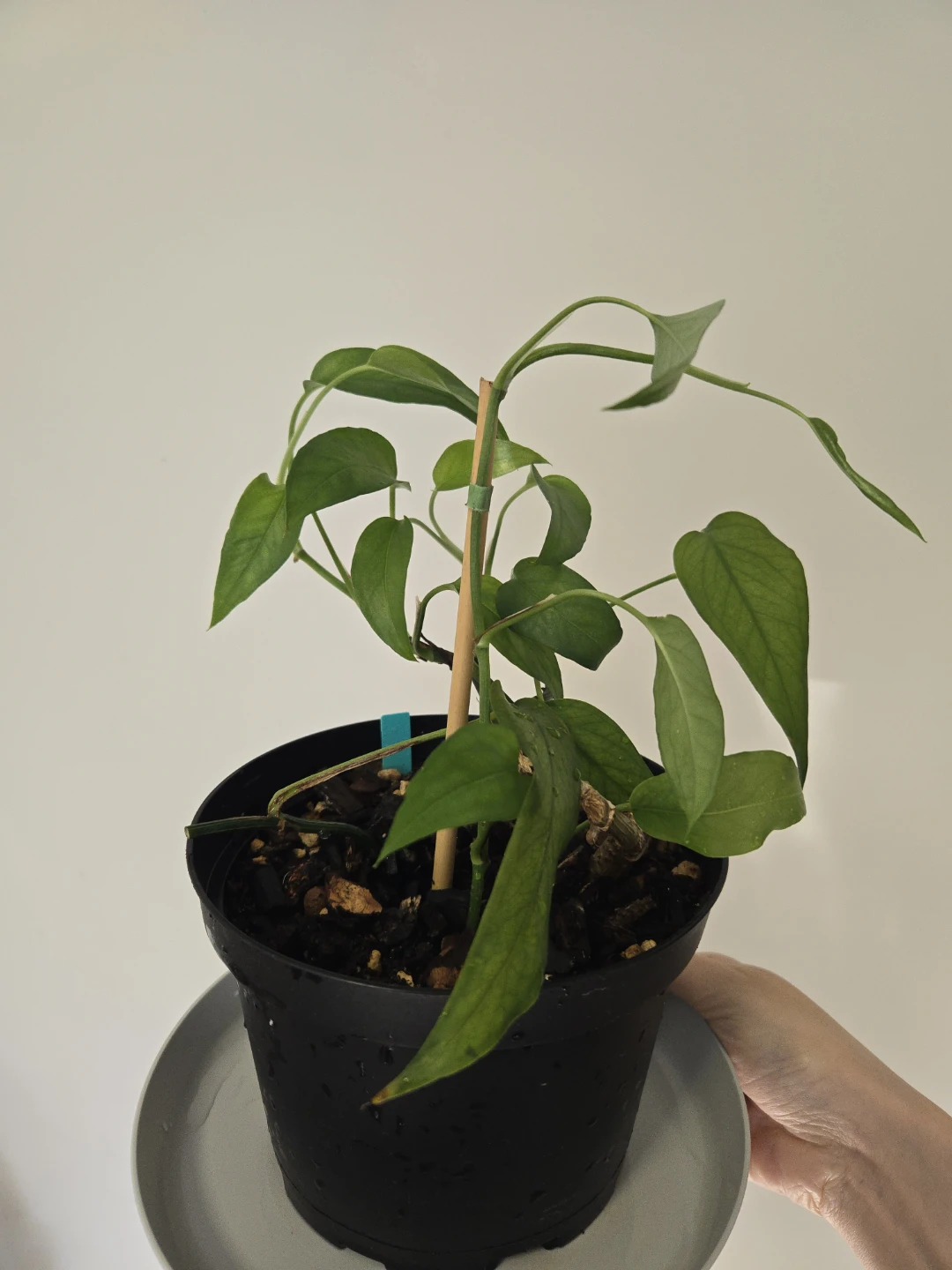 Epipremnum skeleton key in 6"pot