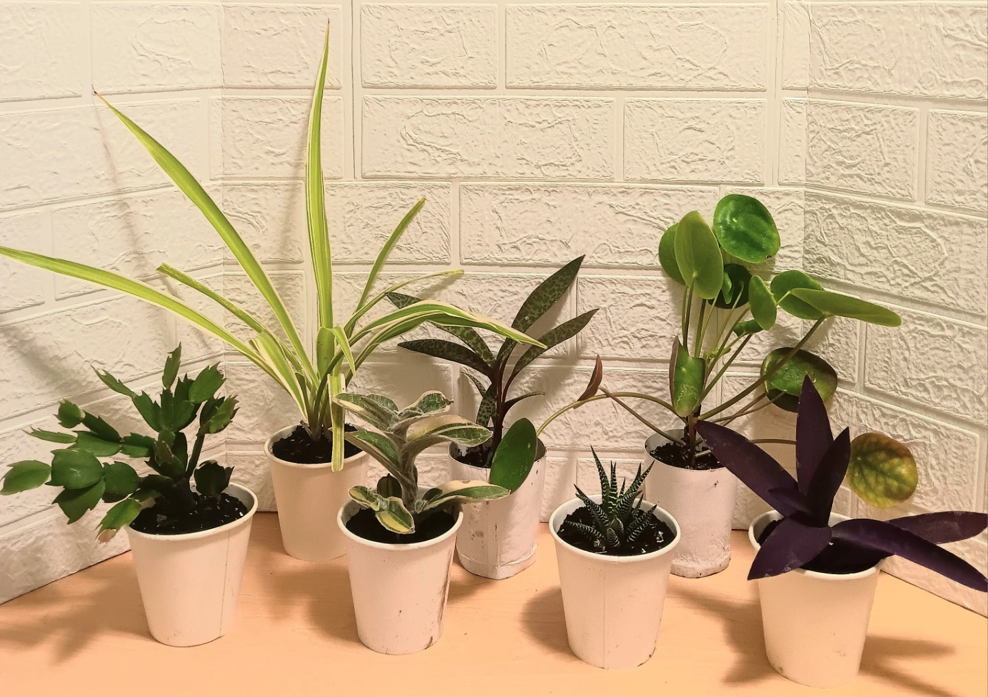 🪴Assorted Houseplants Bundle🪴 - photo 5