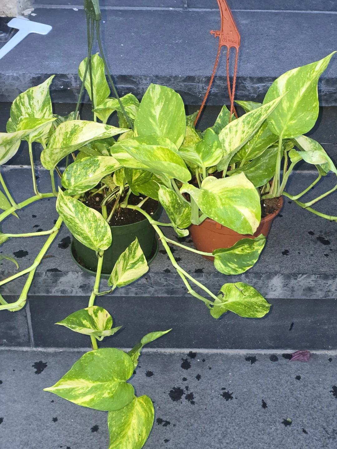 Golden Pothos Hanging Plants