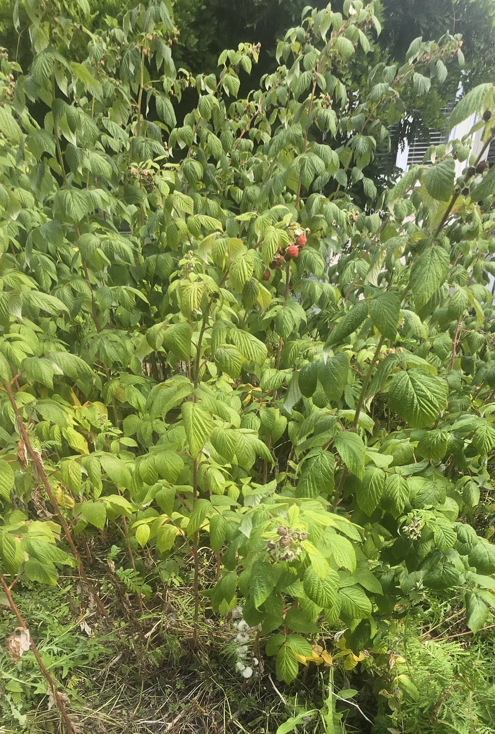 Raspberry Bush and Lemon balm bush FREE DELIVERY - photo 3