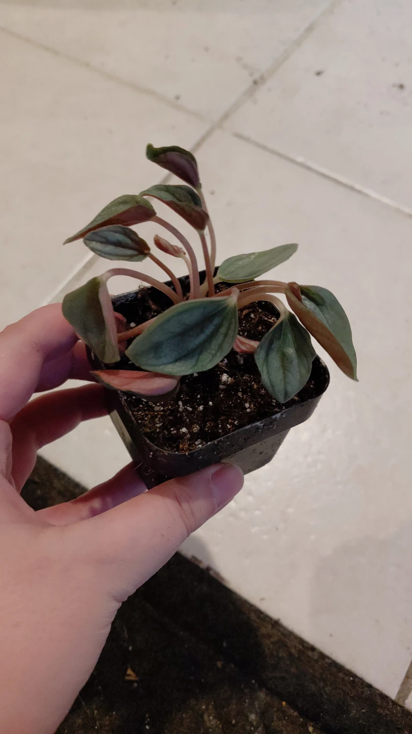 Peperomia Santorini Live Plant