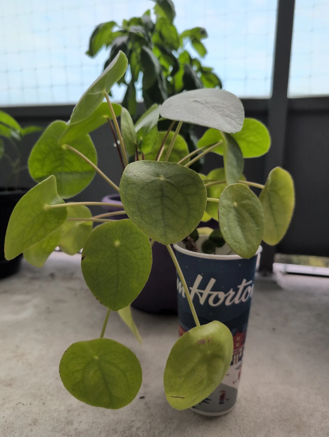 Chinese Money Plant (Pilea)
