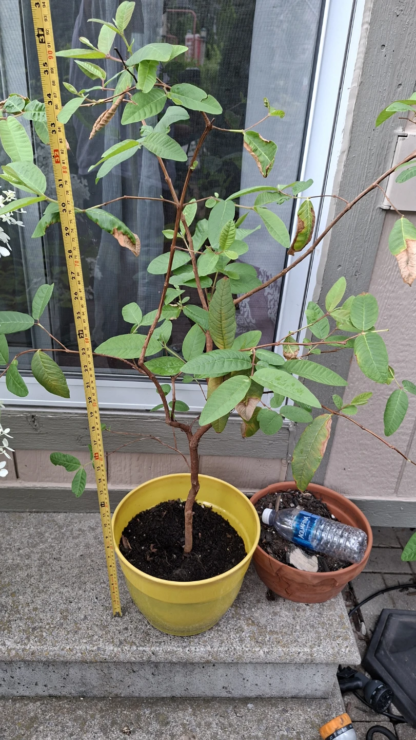 Healthy Guava Plant in Yellow pot
