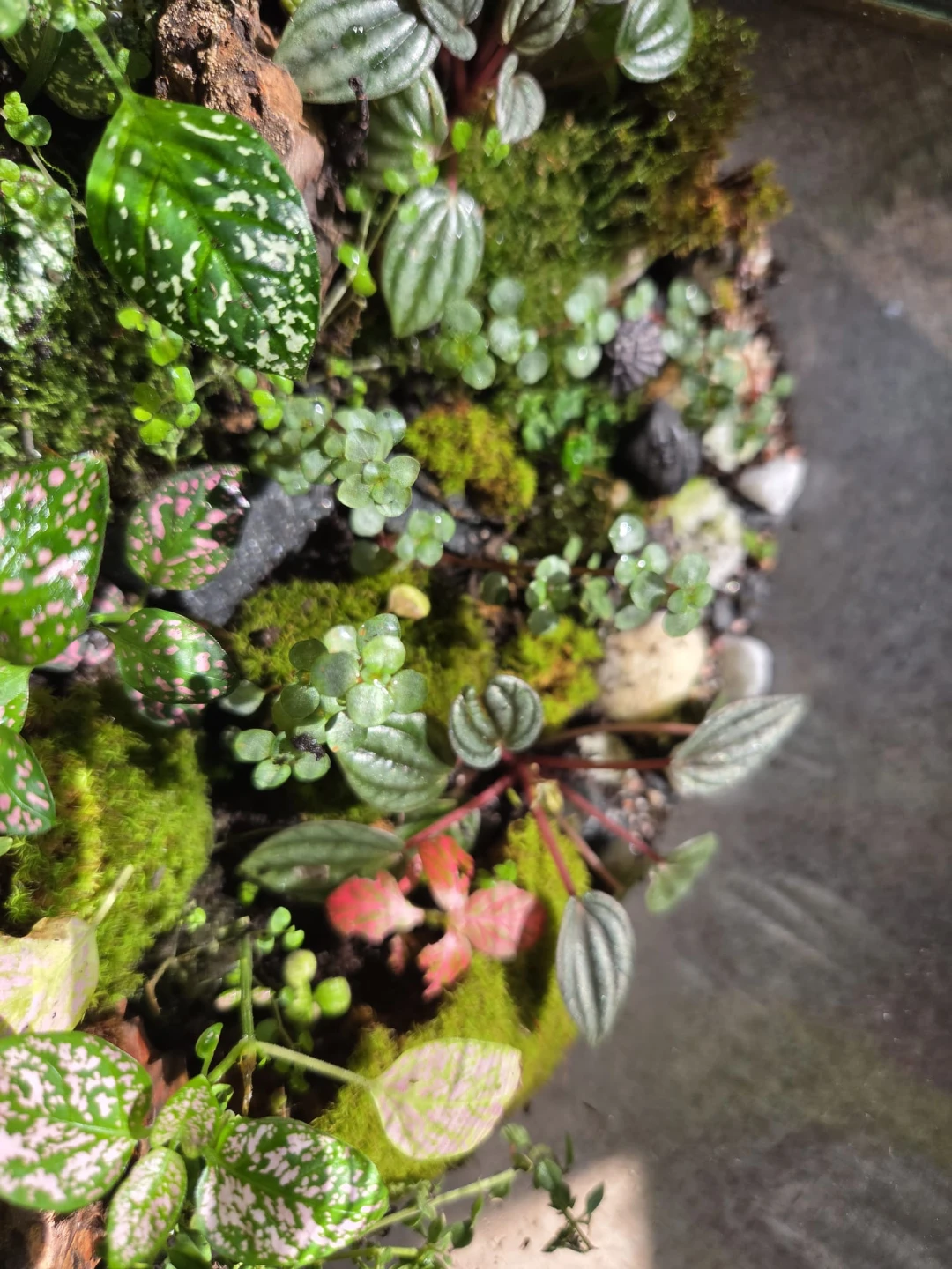 Terrarium - photo 5