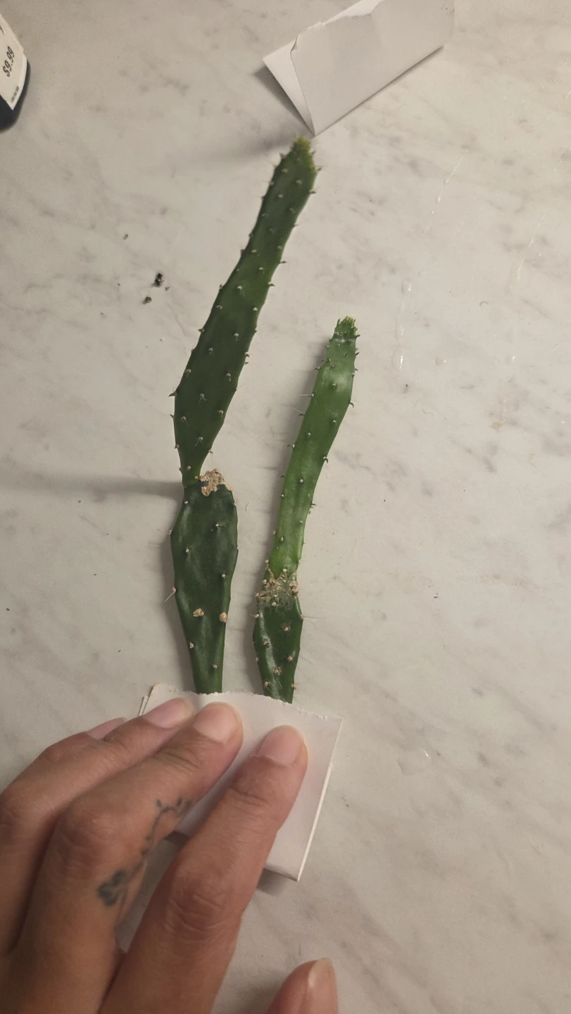 Cactus cuttings