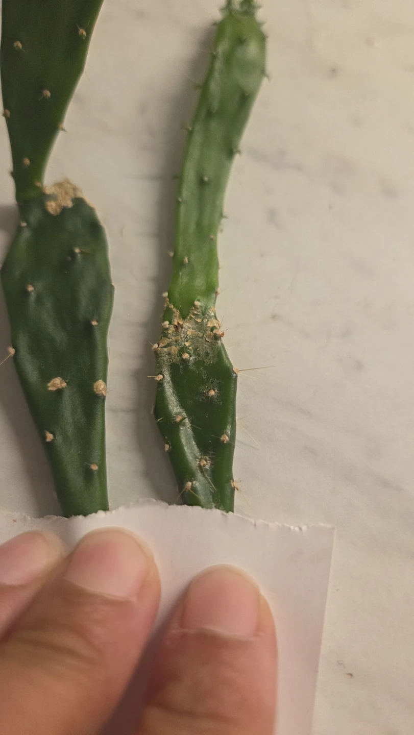 Cactus cuttings - photo 2
