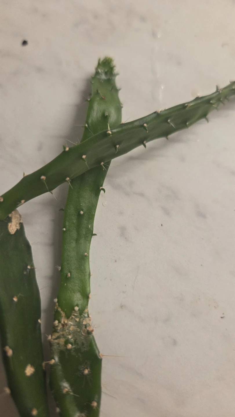 Cactus cuttings - photo 3