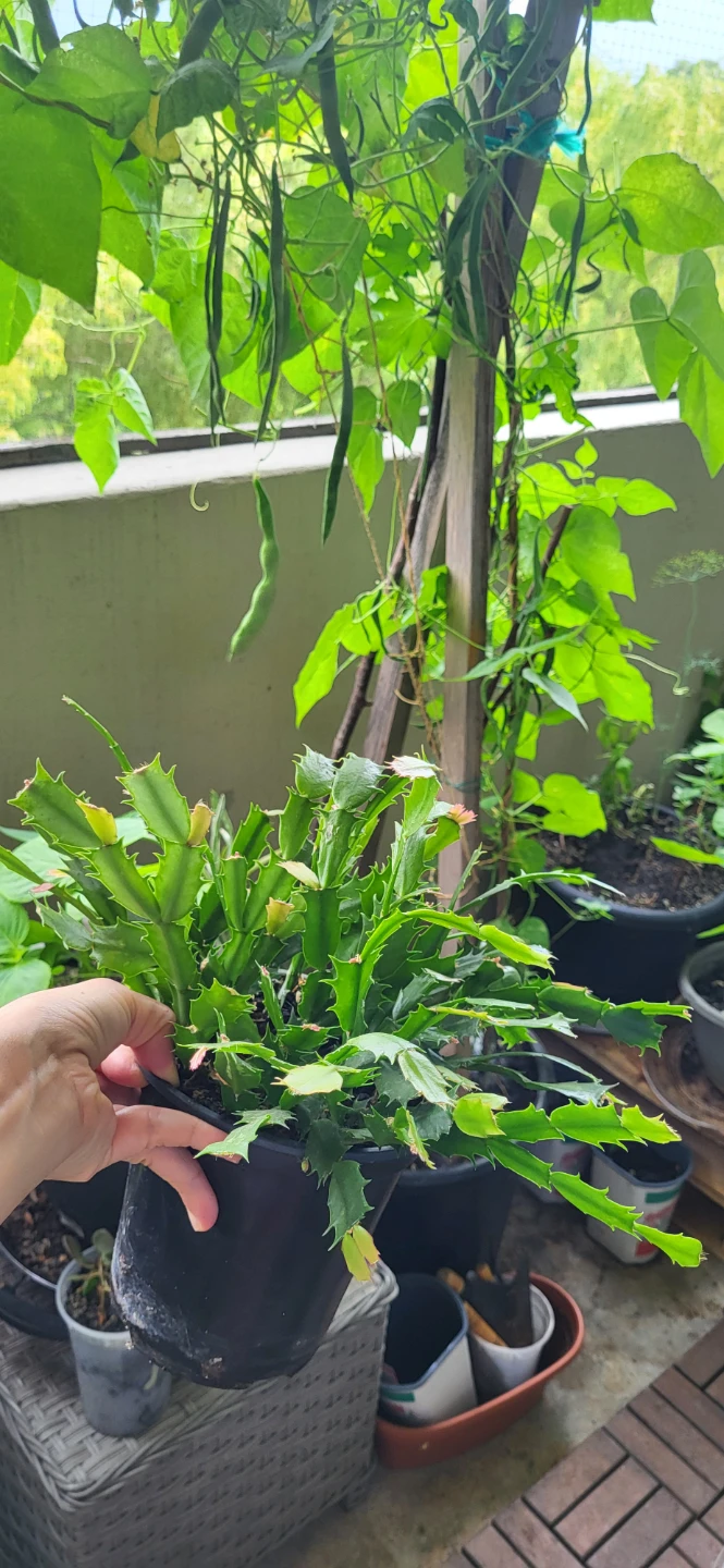 Pink Christmas Cactus in plastic container - photo 4
