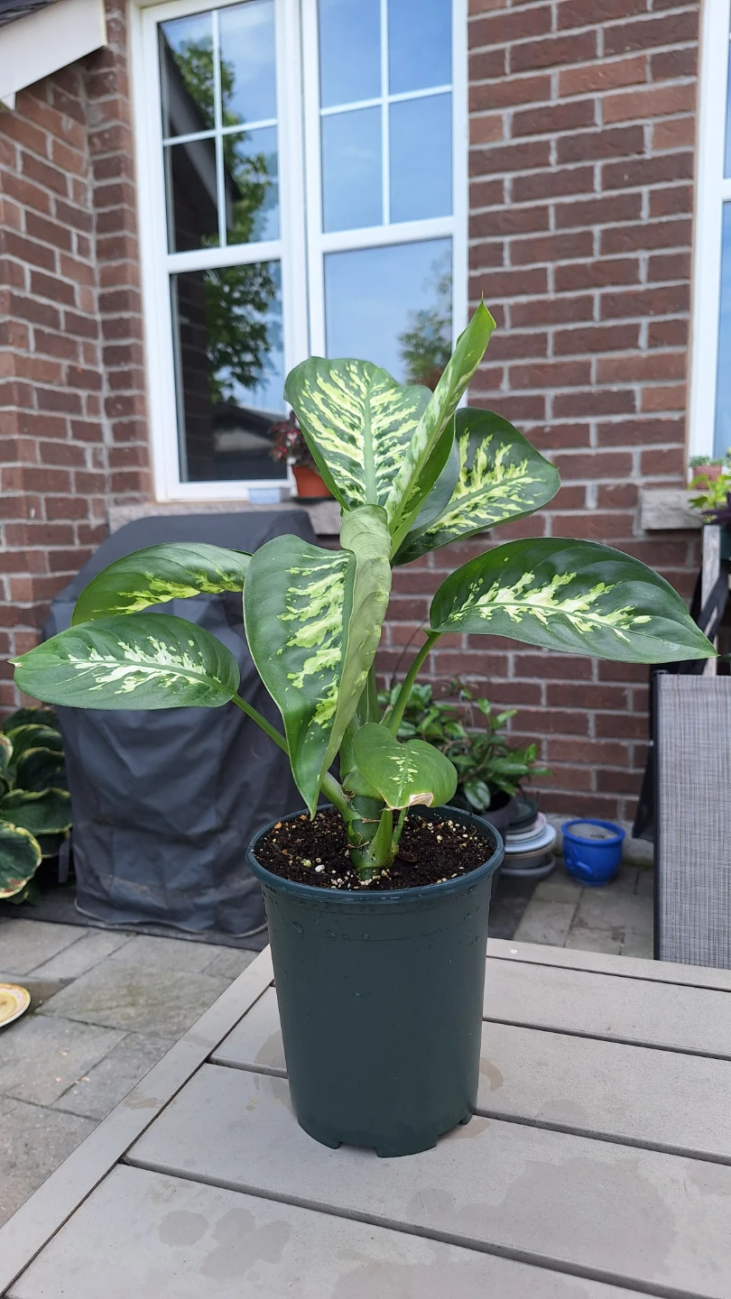 Dieffenbachia Plant