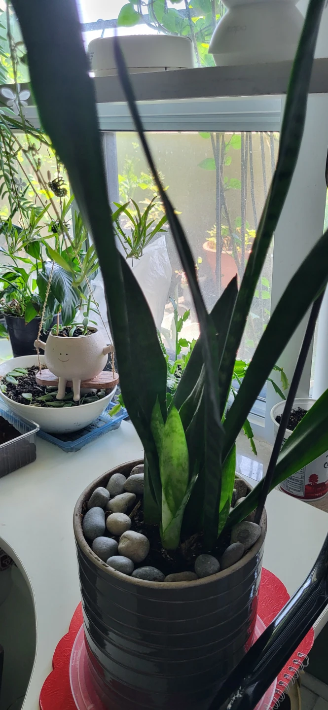 Snake plant in CERAMIC POT - photo 4