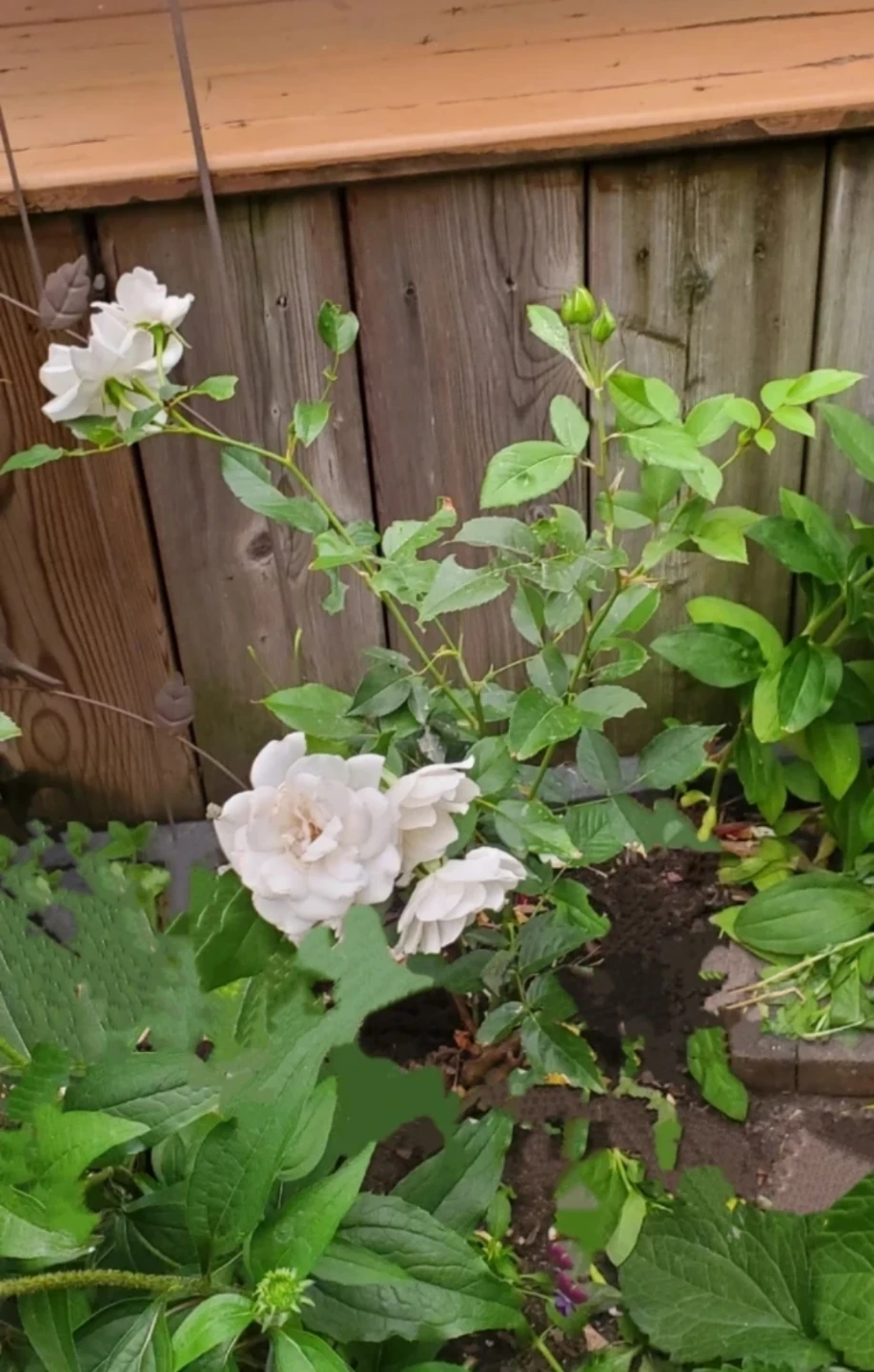 Iceberg Rose - Floribunda Rose
