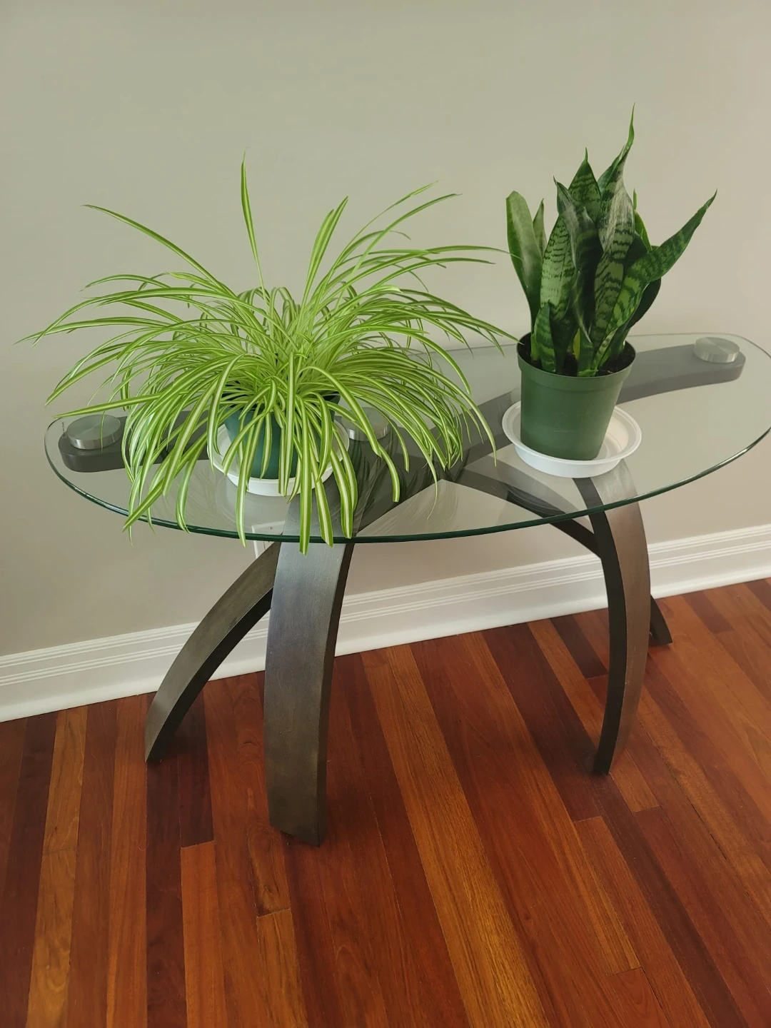 Healthy House Plants