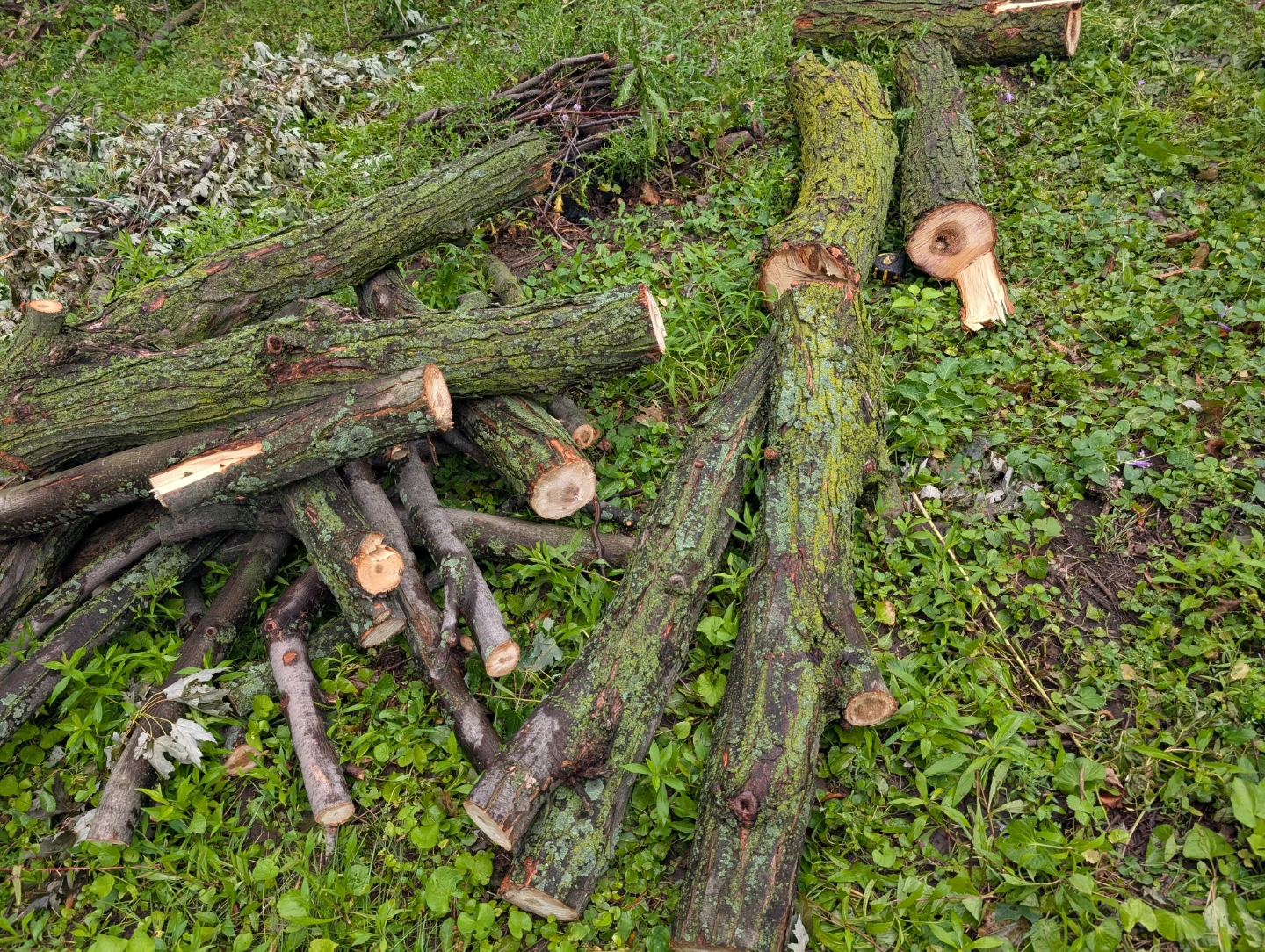 Free firewood - photo 3