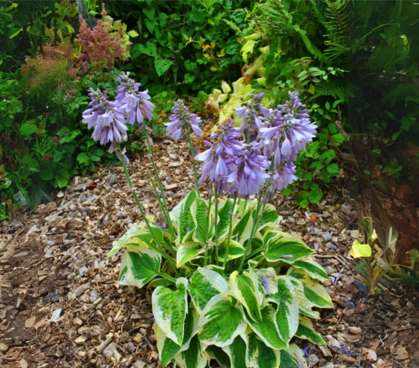 Hosta perennial plants - photo 2