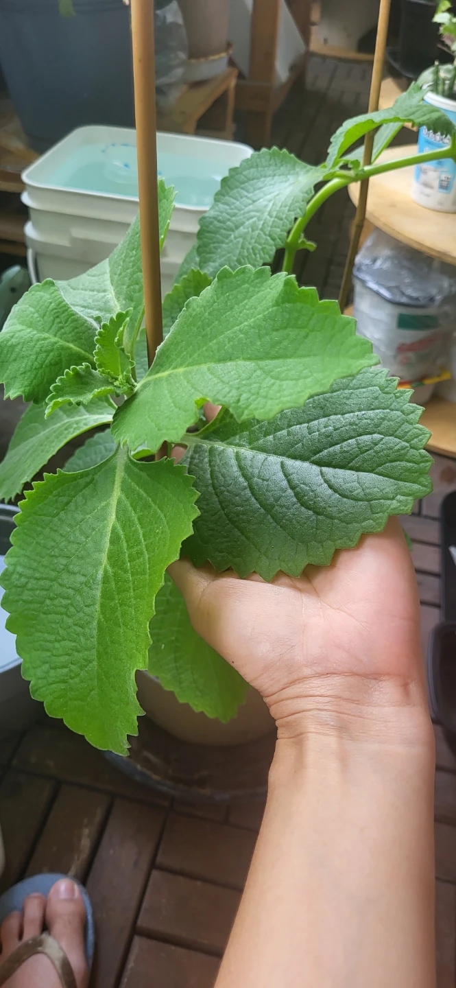Mexican Mint/ Tần dày lá - photo 5