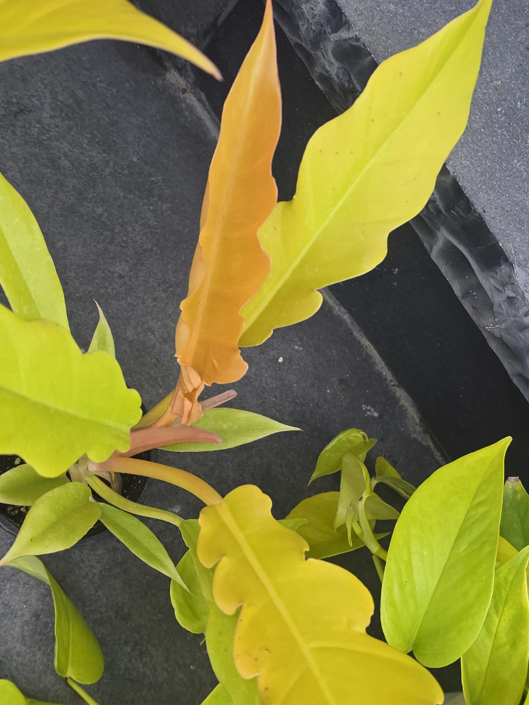 Philodendron ring of fire golden - photo 2