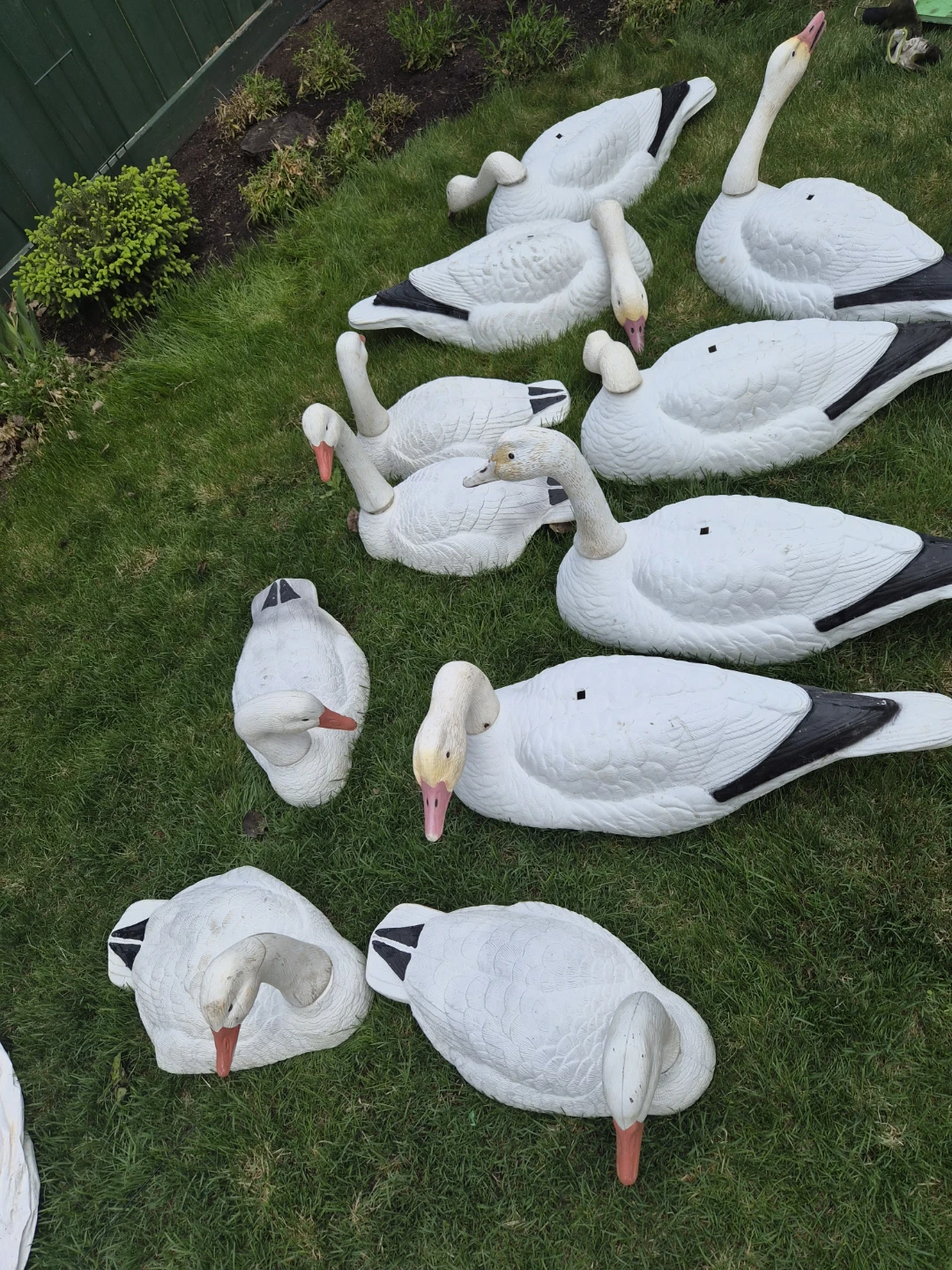 Set of 11 White Snow Goose Decoys
