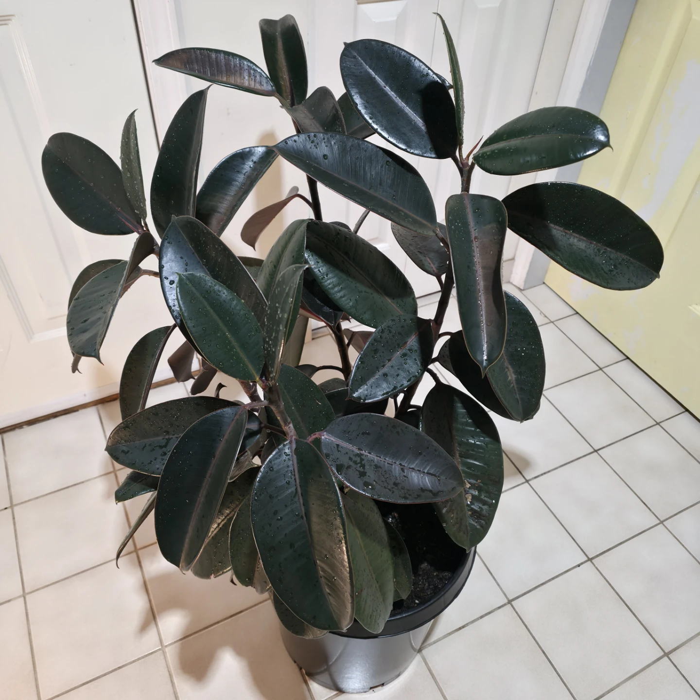 3ft Ficus Rubber Plant with Large Nursery Pot | ✅️ Free Delivery - photo 5