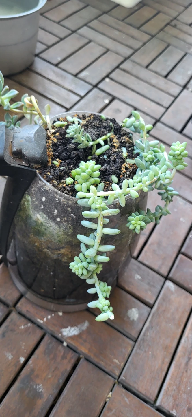 Burro's Tails and  Graptosedum ghosty  succulent  in a kettle - photo 4