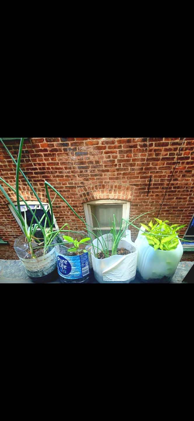 Assorted Live Plants, $35 & Up. Ask - photo 2