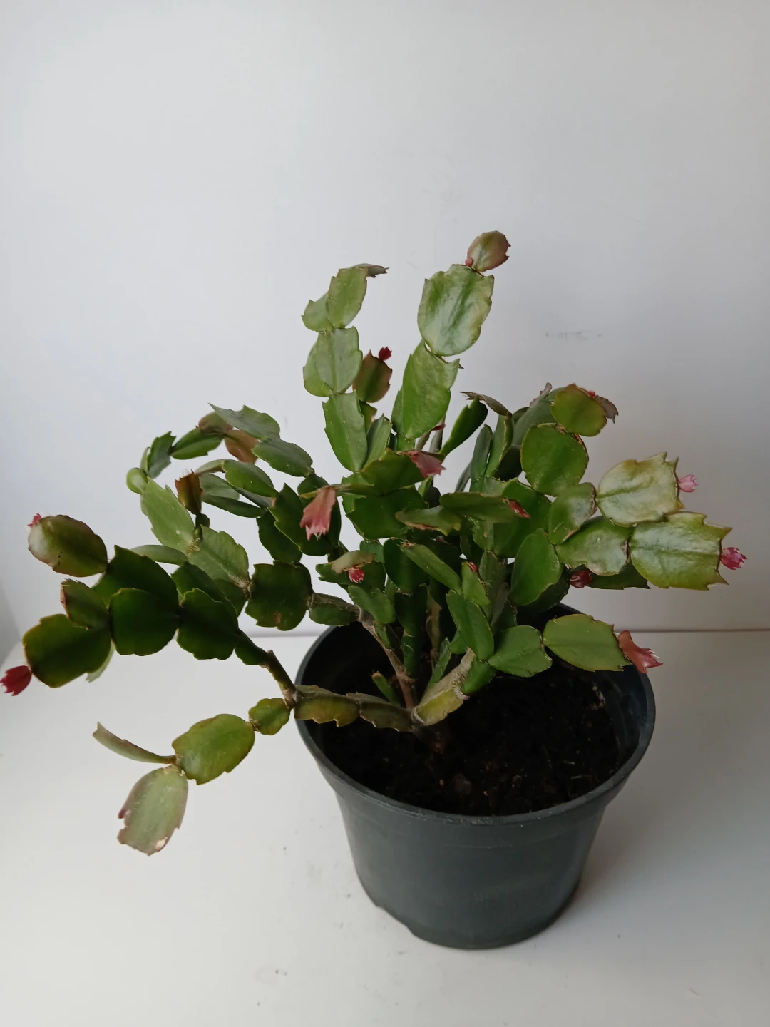 Christmas Cactus Plant in 6" Pot. Fixed price. - photo 3