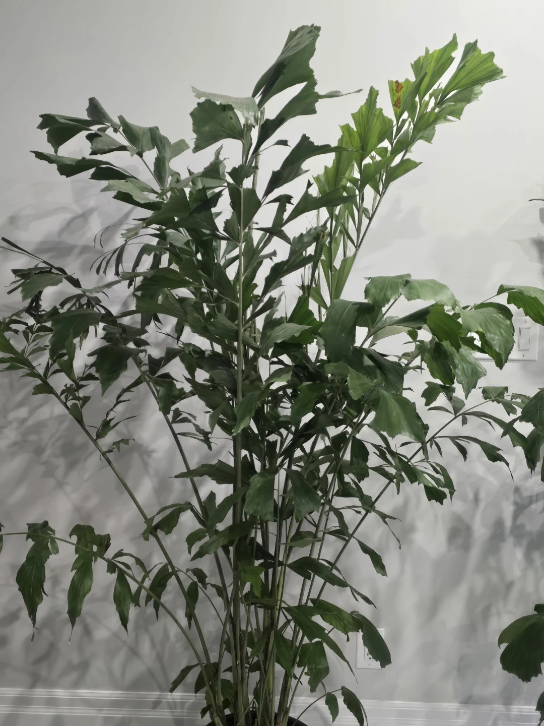 Large Fishtail Palm Plant - photo 3