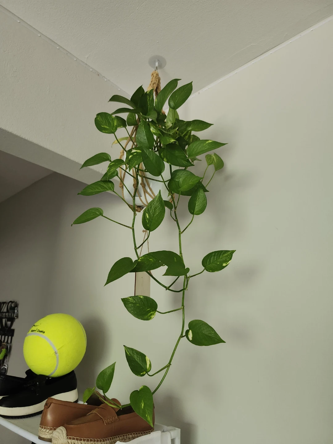Pothos Hanging Plant