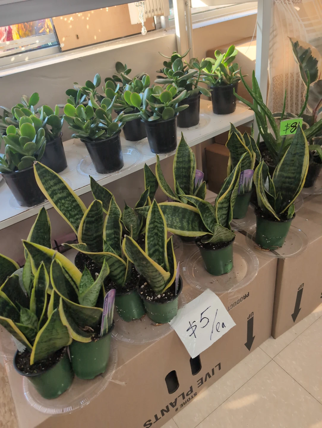 Snake plant indoor plants $5 each