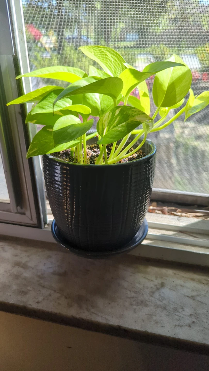 Pothos Plant