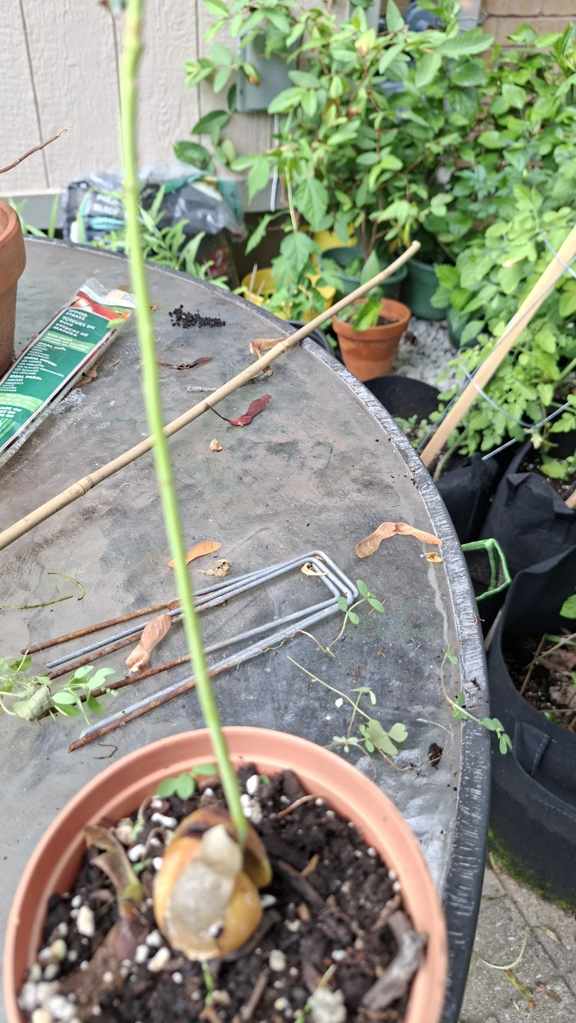 🥑🌱 Young Avocado Plant  🌱🥑 - photo 3