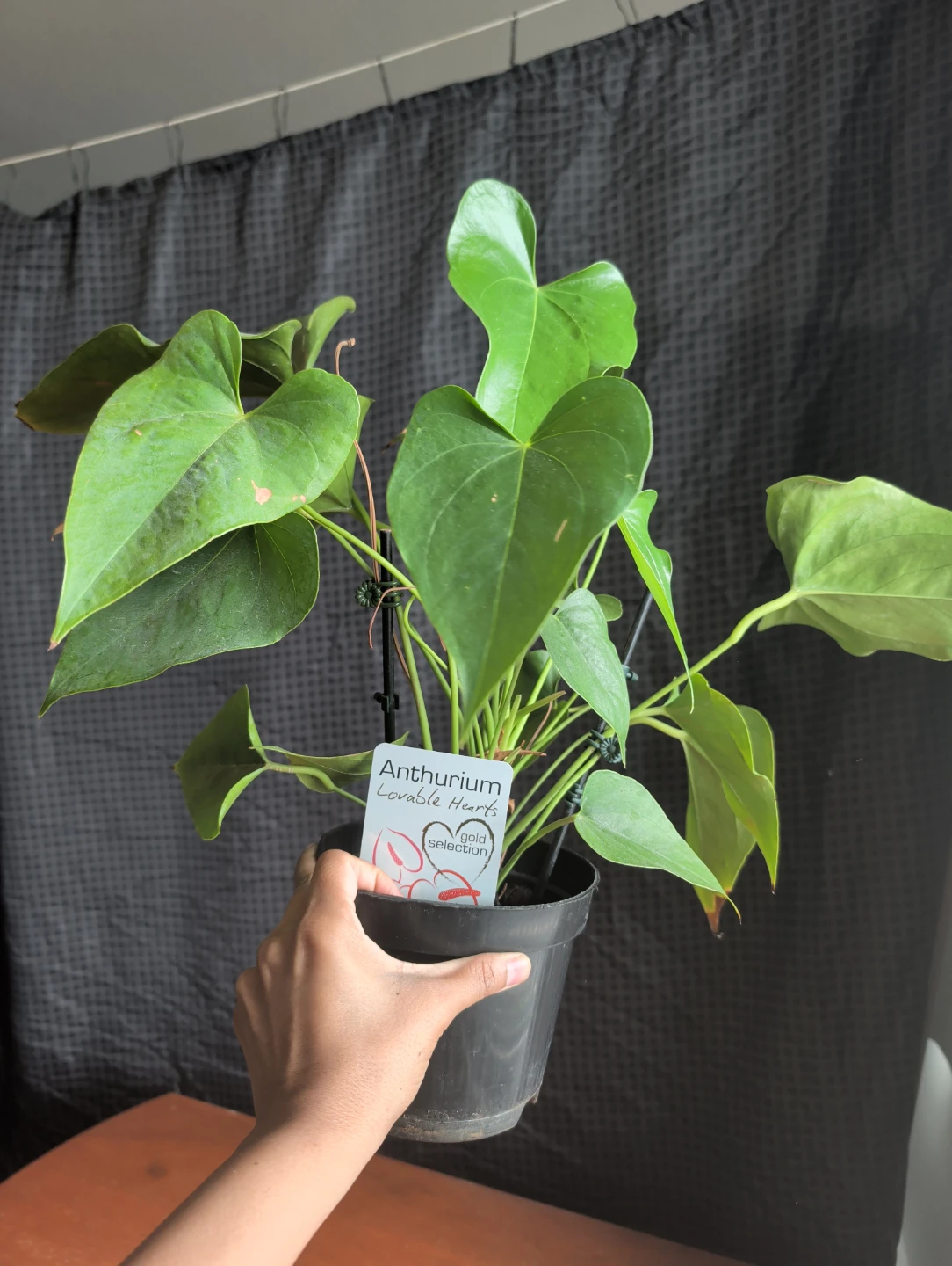 Anthurium Lovable Hearts Gold Selection Plant