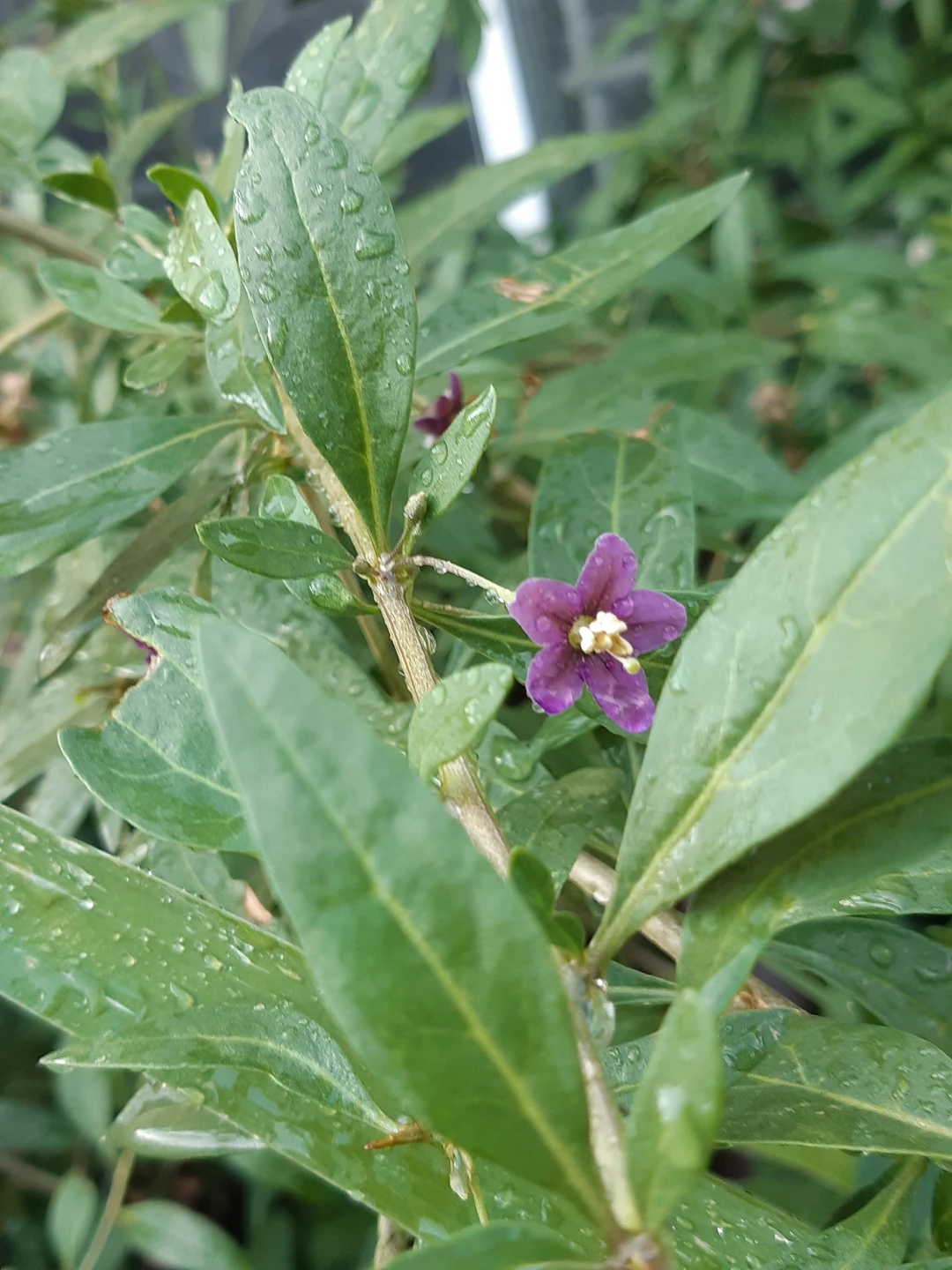 Perennial Goji Berry Plants - photo 2