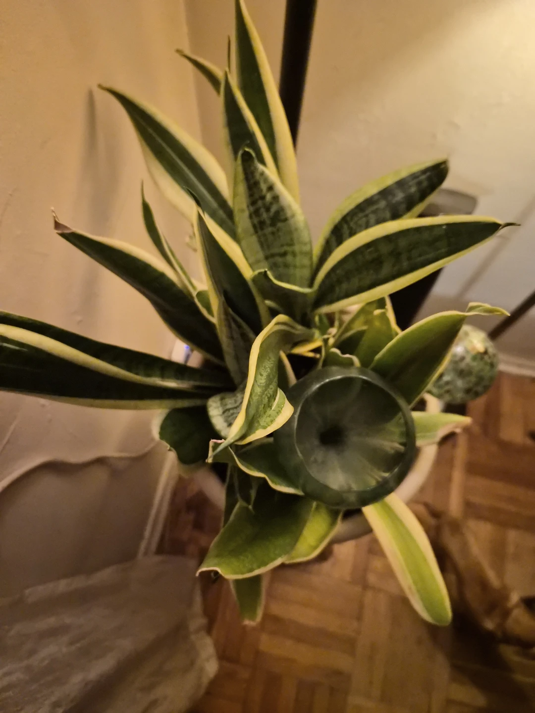Mature Snake Plant in Pot/w  one  glass watering globe - photo 3