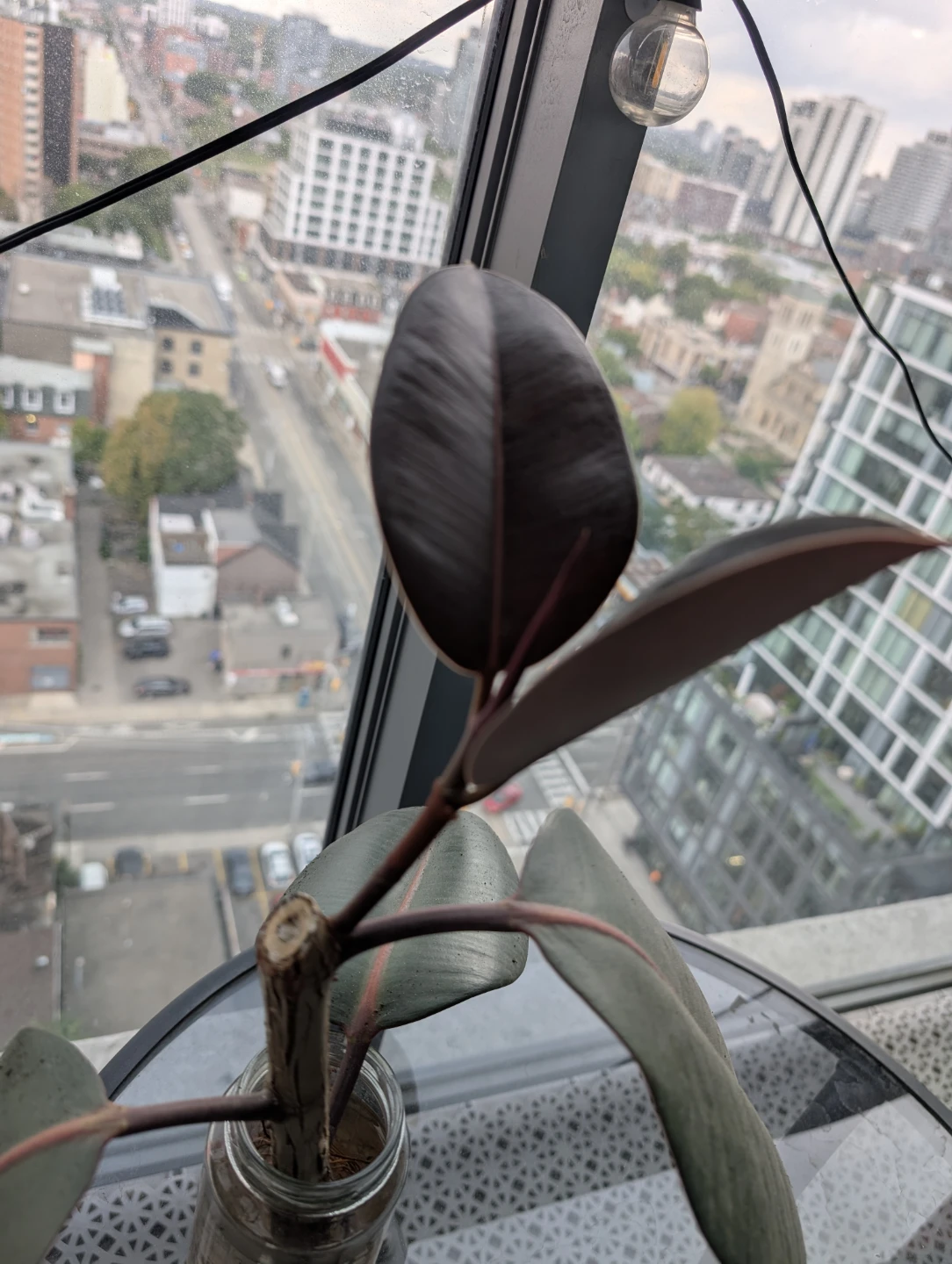 Rubber Plant cutting in water - photo 3