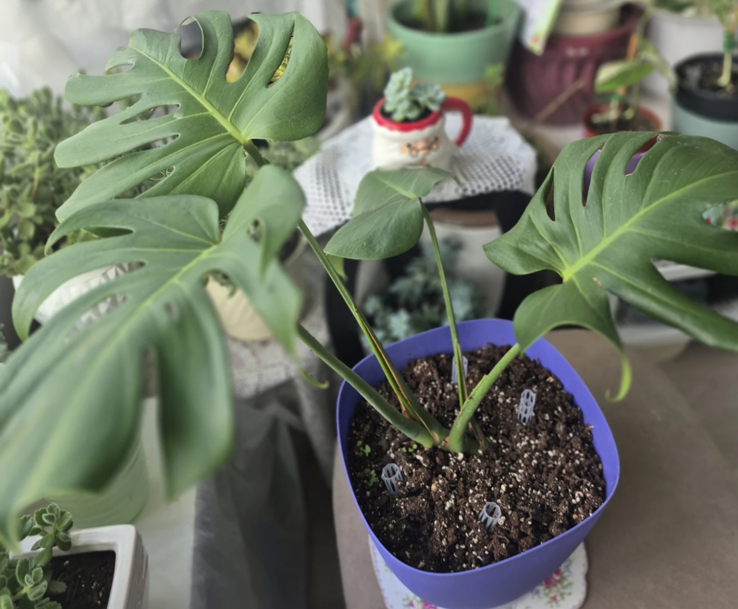 Monstera Plant in Purple PotAnd succulents - photo 2