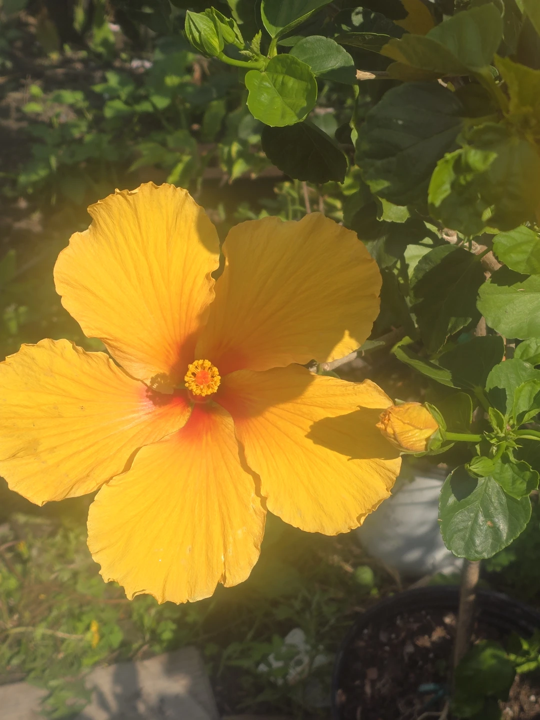 Yellow Hibiscus  standard tree.  In 10"pot - photo 5