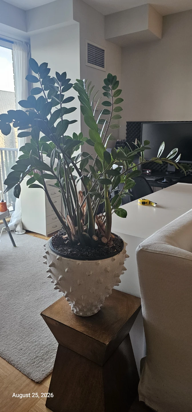 ZZ Plant in Textured Pot - photo 2